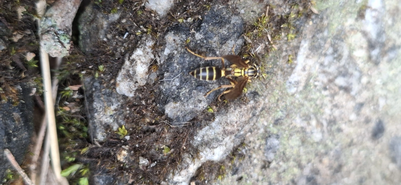 Vespa-social necrófaga (Agelaia multipicta), insetos, fotografado em Itamonte