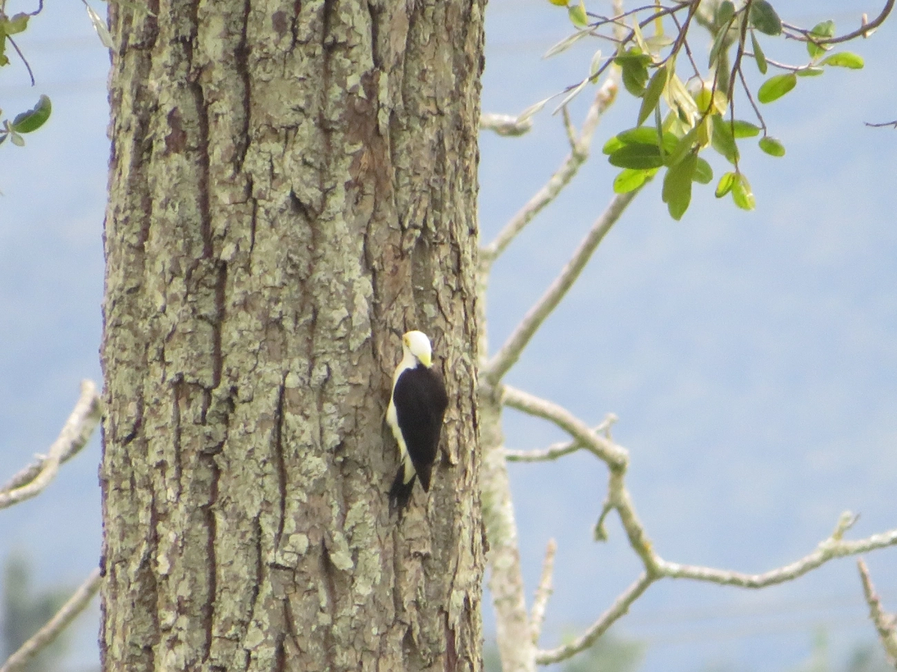 Pica-pau-branco (Melanerpes candidus), aves, fotografado em Maresias, São Sebastião