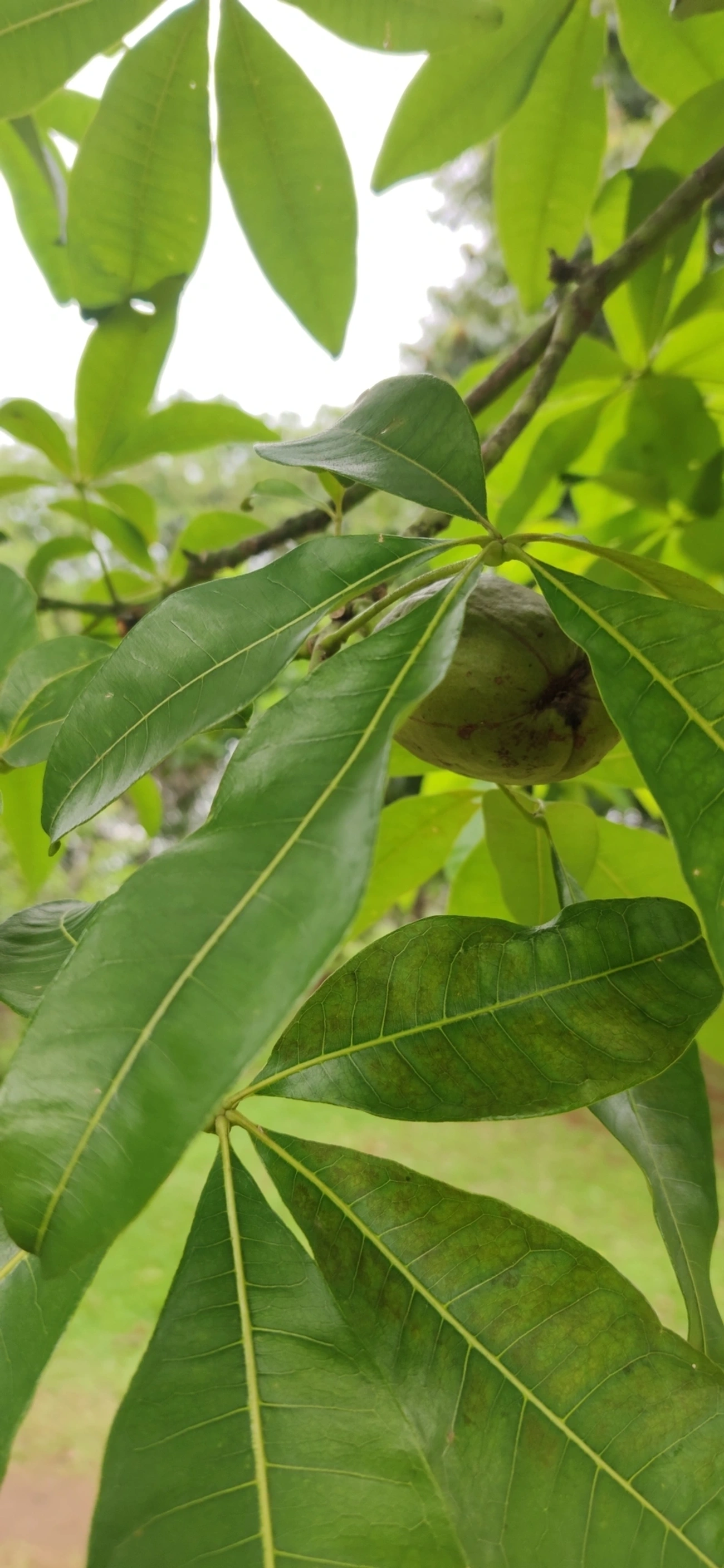 Castanha-do-maranhão (Pachira glabra), plantas, fotografado em Vila Antonina, São Paulo