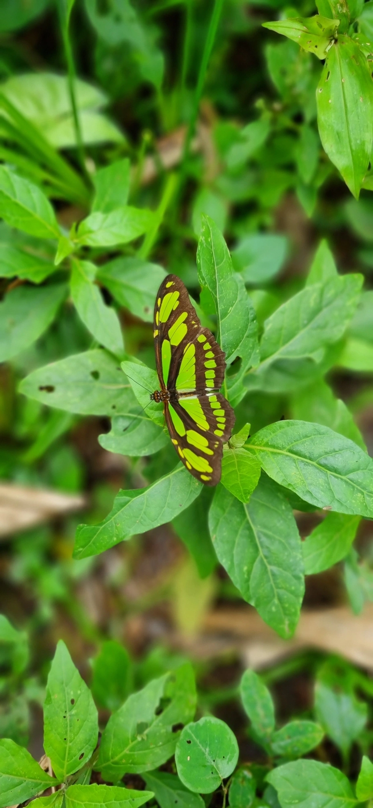 Borboleta-esmeralda (Philaethria wernickei), insetos, fotografado em Paúba, São Sebastião