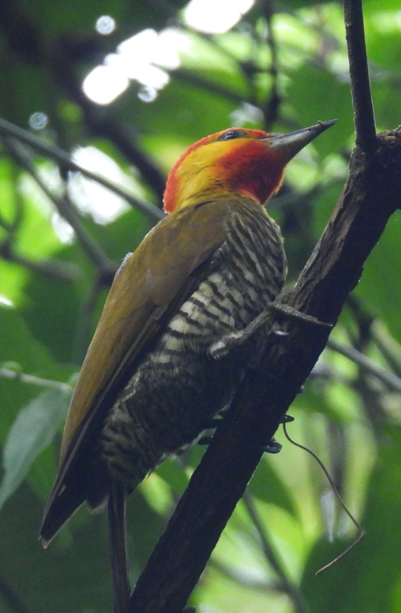 Pica-pau-bufador (Piculus flavigula), aves, fotografado em Maresias, São Sebastião