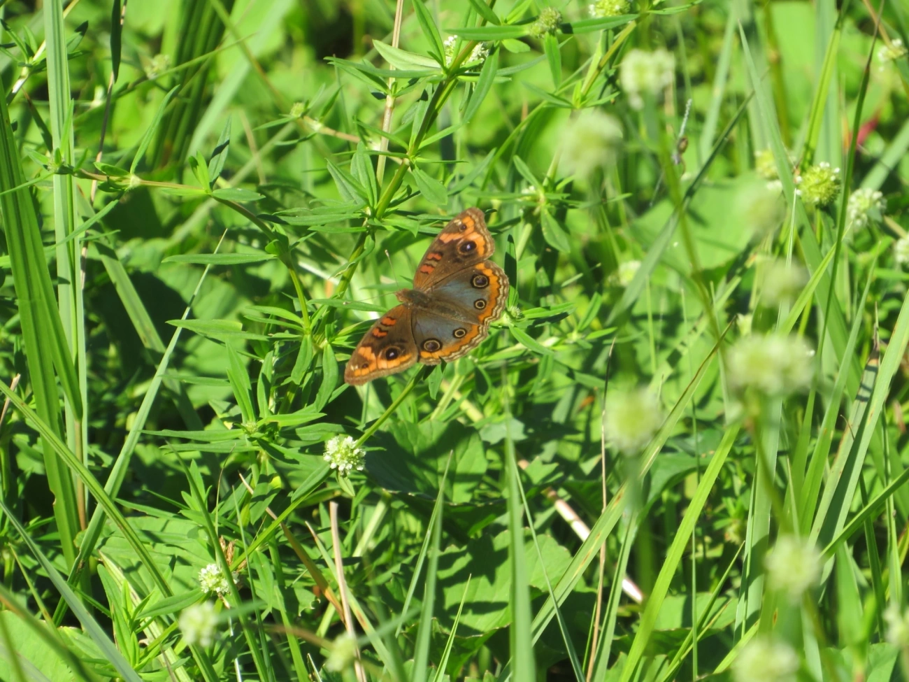 Borboleta-Olho-de-Pavão-Diurno (Junonia evarete), insetos, fotografado em Maresias, São Sebastião
