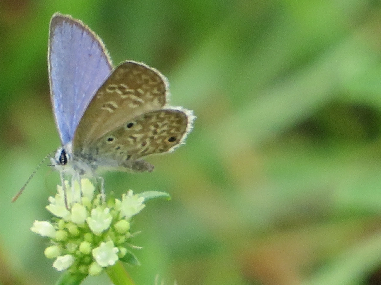 Borboleta-azulzinha-do-trevo (Hemiargus hanno), insetos, fotografado em Maresias, São Sebastião
