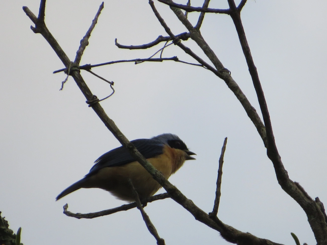 Saíra-Viúva (Pipraeidea melanonota), aves, fotografado em Maresias, São Sebastião