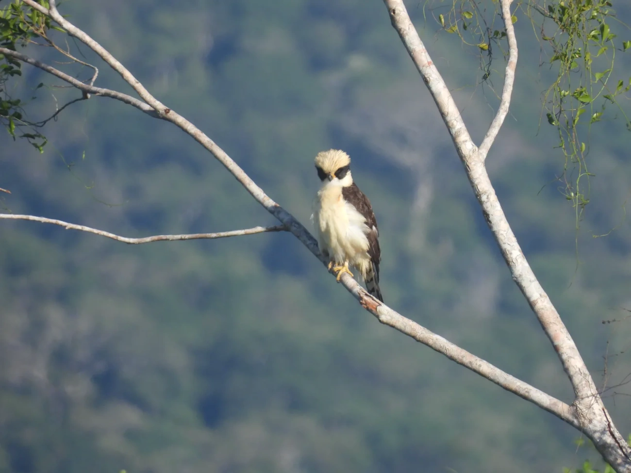 Acauã (Herpetotheres cachinnans), aves, fotografado em Maresias, São Sebastião