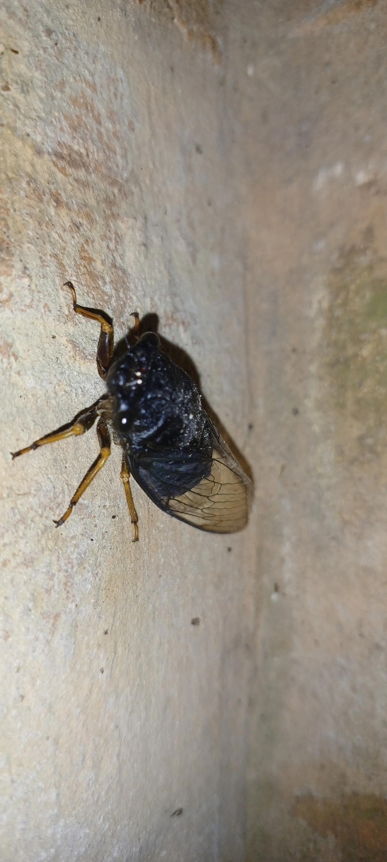 Cigarra (Fidicinoides opalina), insetos, fotografado em Cabreúva
