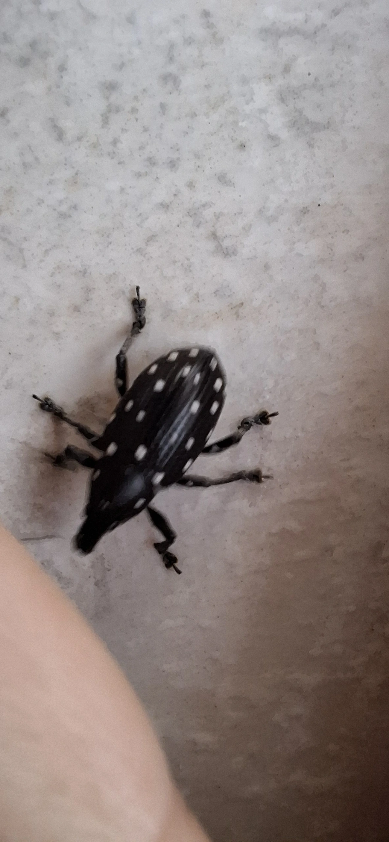 Lordops, insetos, fotografado em Maresias, São Sebastião