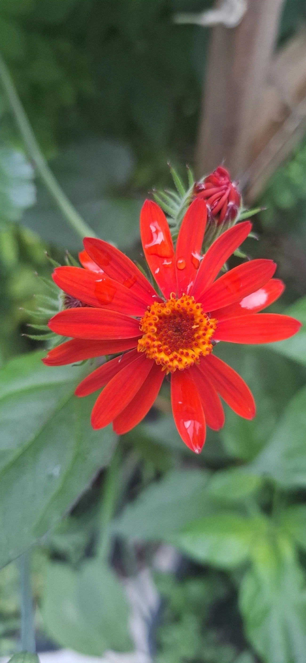 Margarida-do-mato-vermelha (Pseudogynoxys benthamii), plantas, fotografado em Maresias, São Sebastião