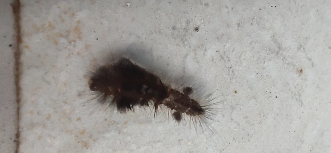 Borboletas e traças (Lepidoptera), insetos, fotografado em Maresias, São Sebastião