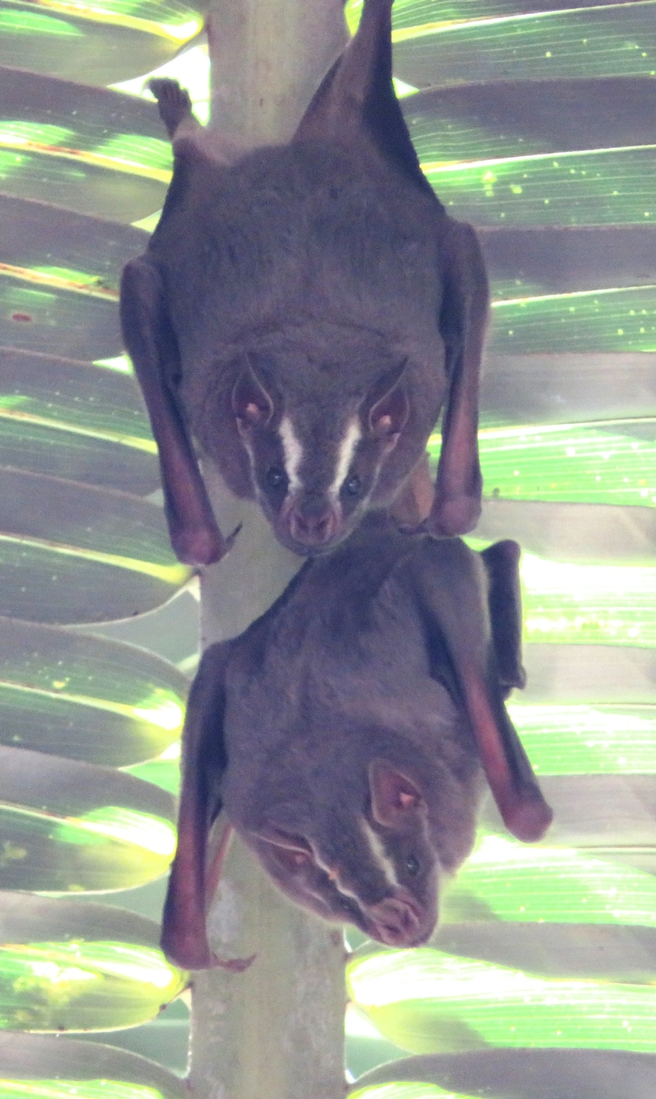 Morcego-da-cara-branca (Artibeus lituratus), mamíferos, fotografado em Maresias, São Sebastião