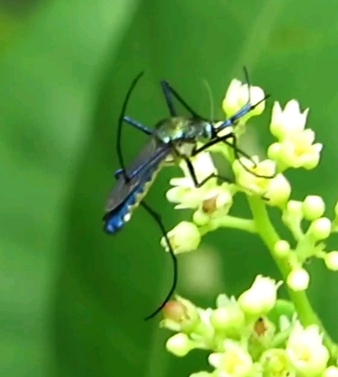 Mosquito-elefante (Toxorhynchites purpureus), insetos, fotografado em Maresias, São Sebastião