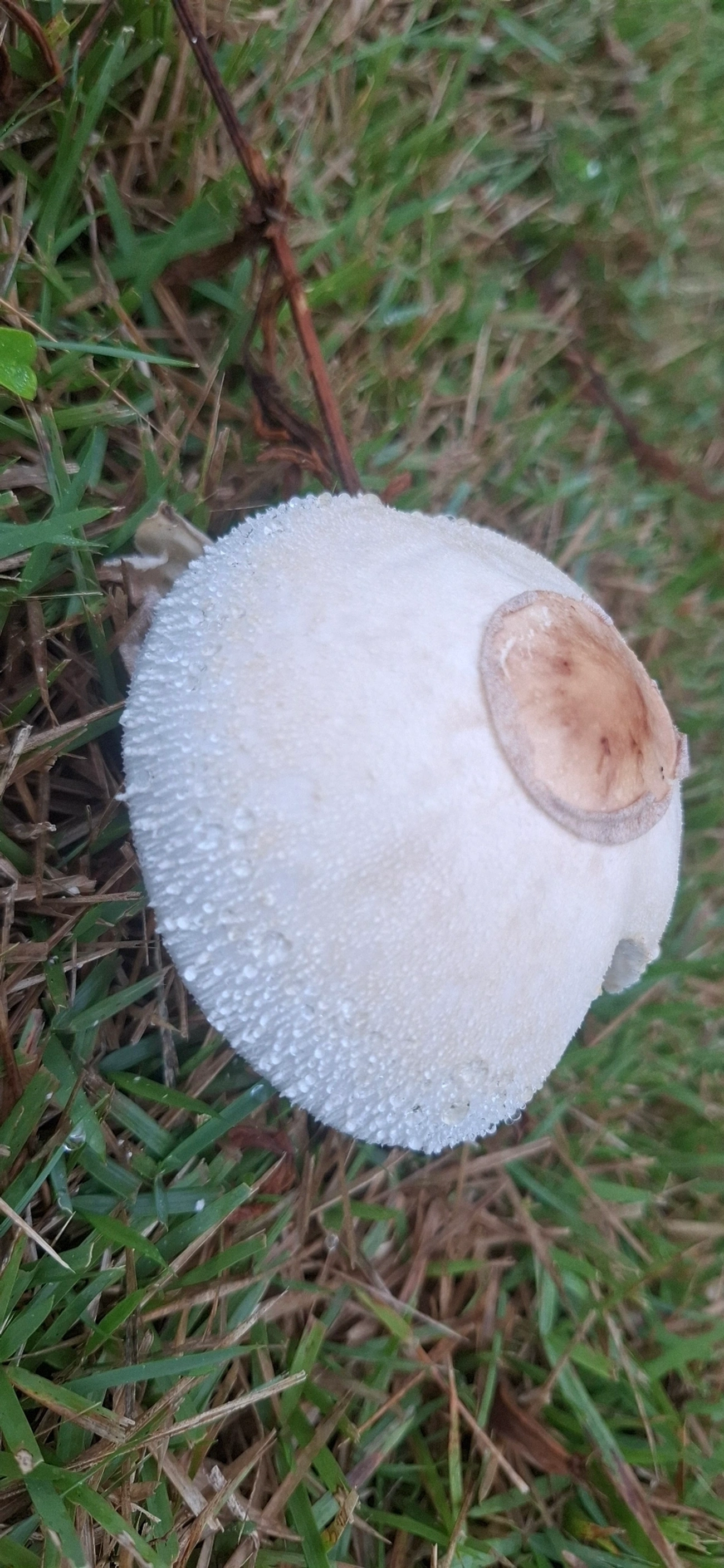 Chlorophyllum, fungos, fotografado em Maresias, São Sebastião