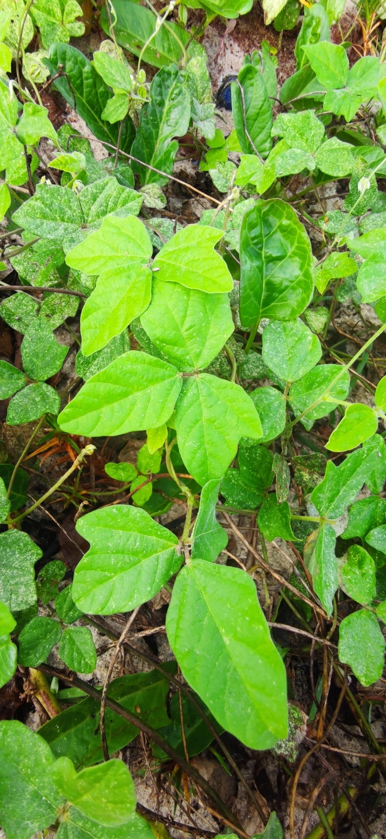 Siratro (Macroptilium atropurpureum), plantas, fotografado em Maresias, São Sebastião