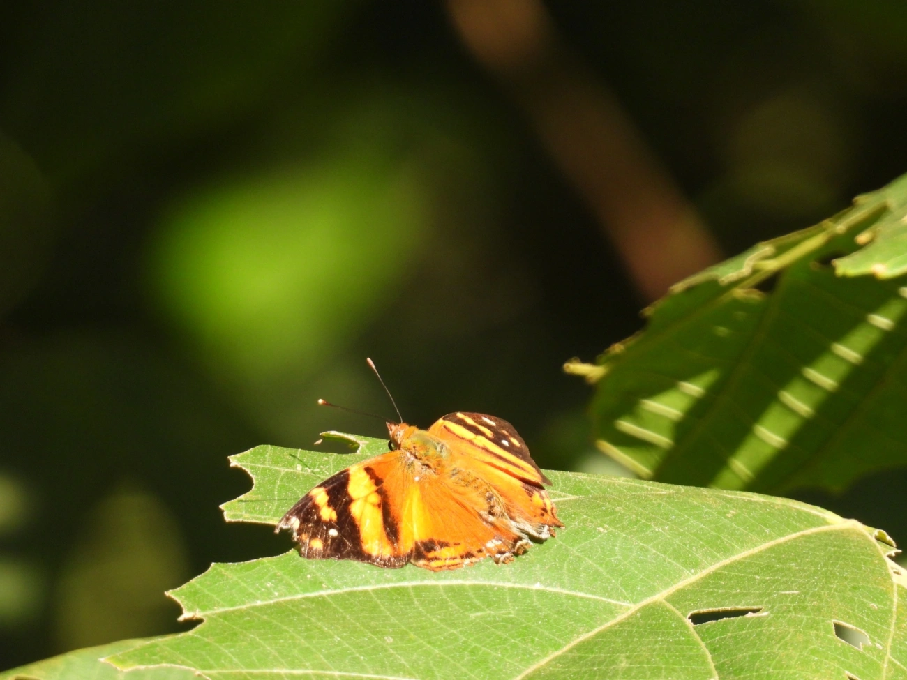 Mapa-laranja (Hypanartia lethe), insetos, fotografado em Maresias, São Sebastião