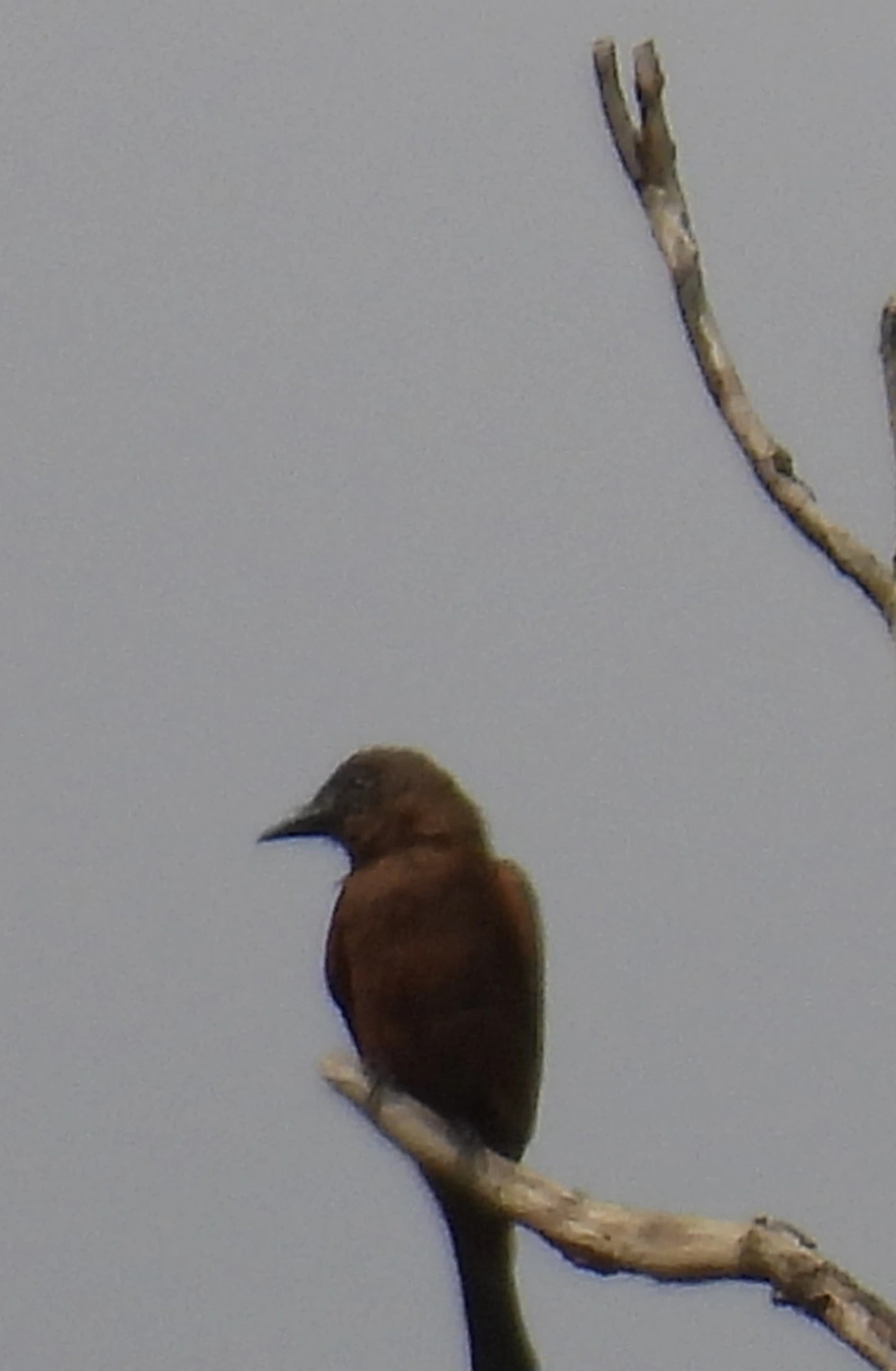 Gibão-de-couro (Hirundinea ferruginea), aves, fotografado em Itamonte