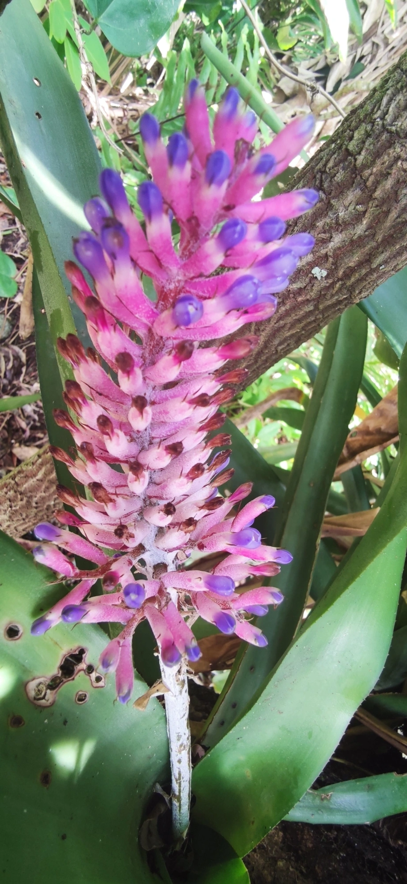 Gravata (Aechmea coelestis), plantas, fotografado em Maresias, São Sebastião