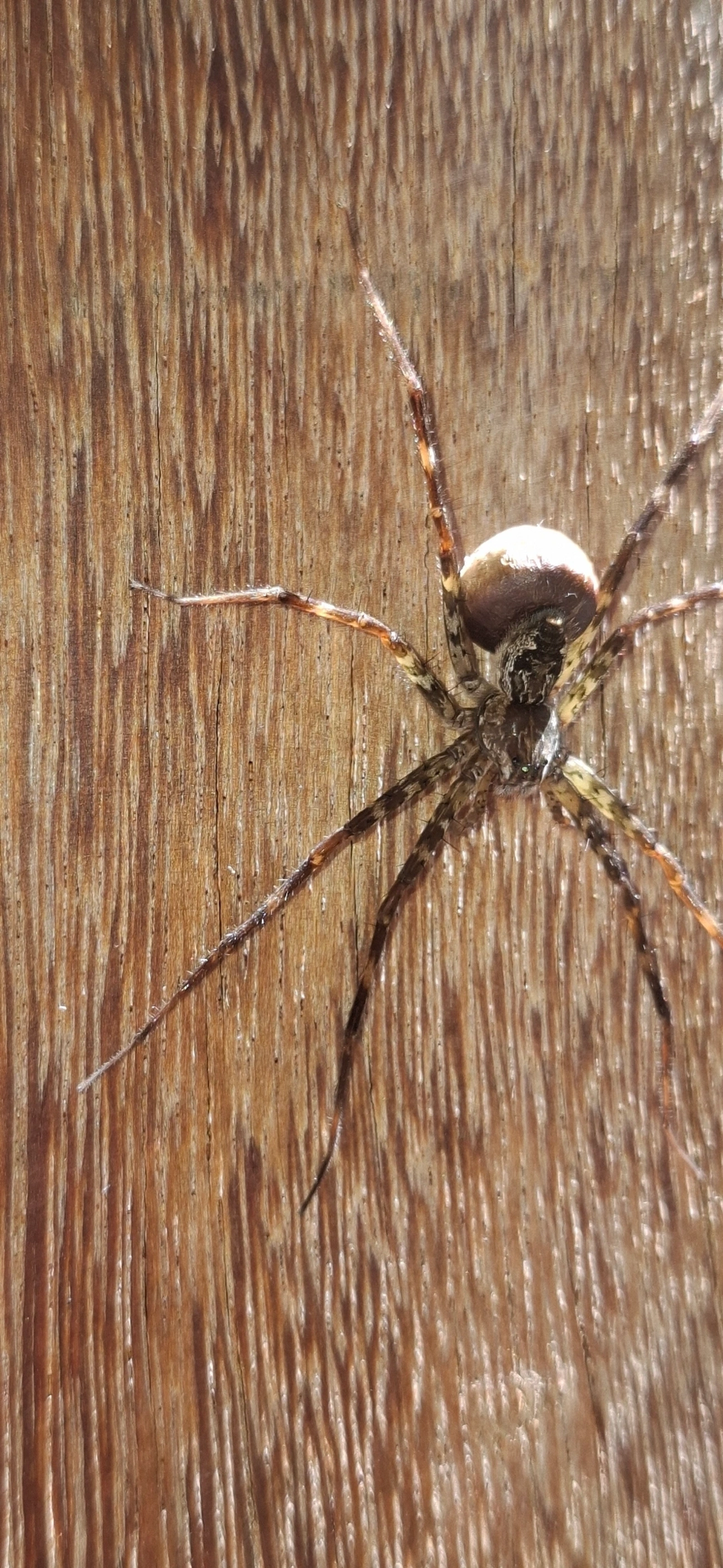 Trechaleoides, aracnídeos, fotografado em Queluz