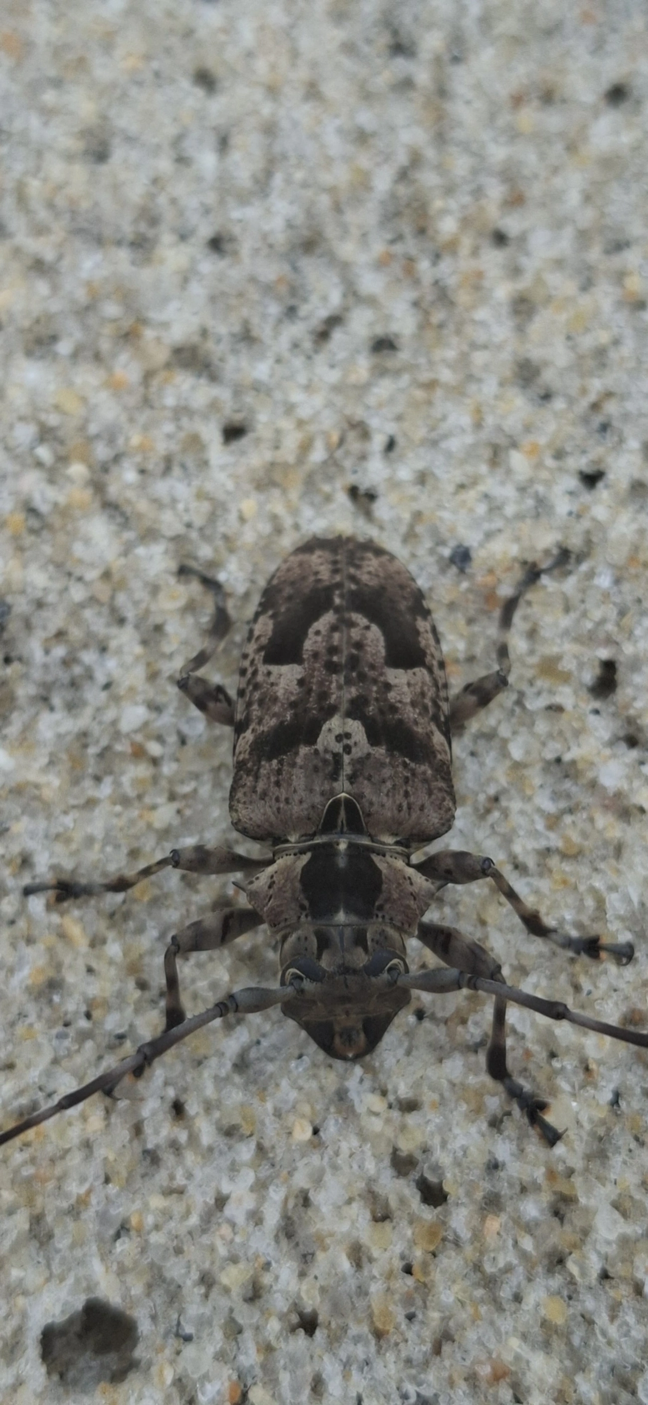 Dryoctenes scrupulosus, insetos, fotografado em São Sebastião