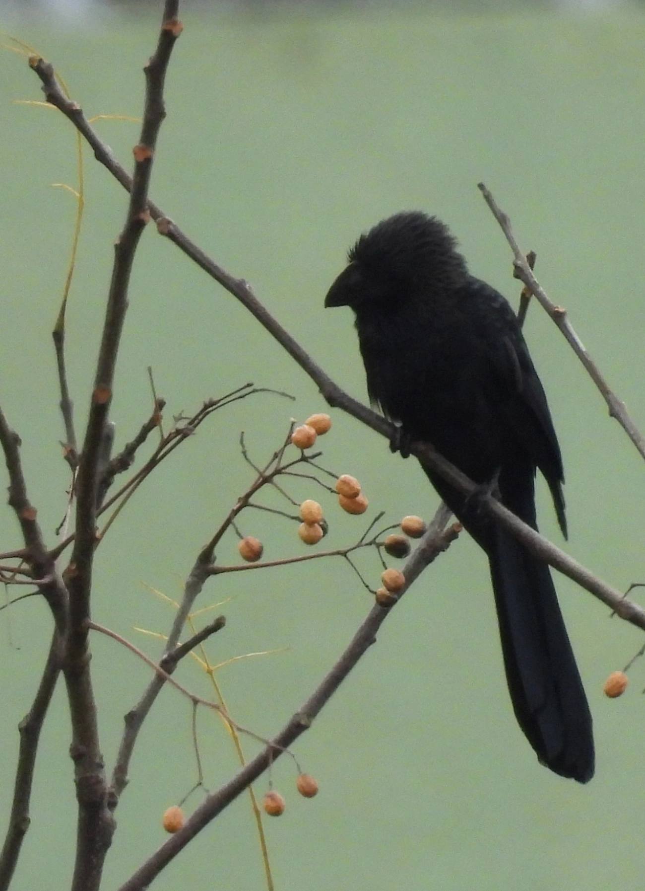 Anu-preto (Crotophaga ani), aves, fotografado em Rua Coronel João Leme, Bragança Paulista