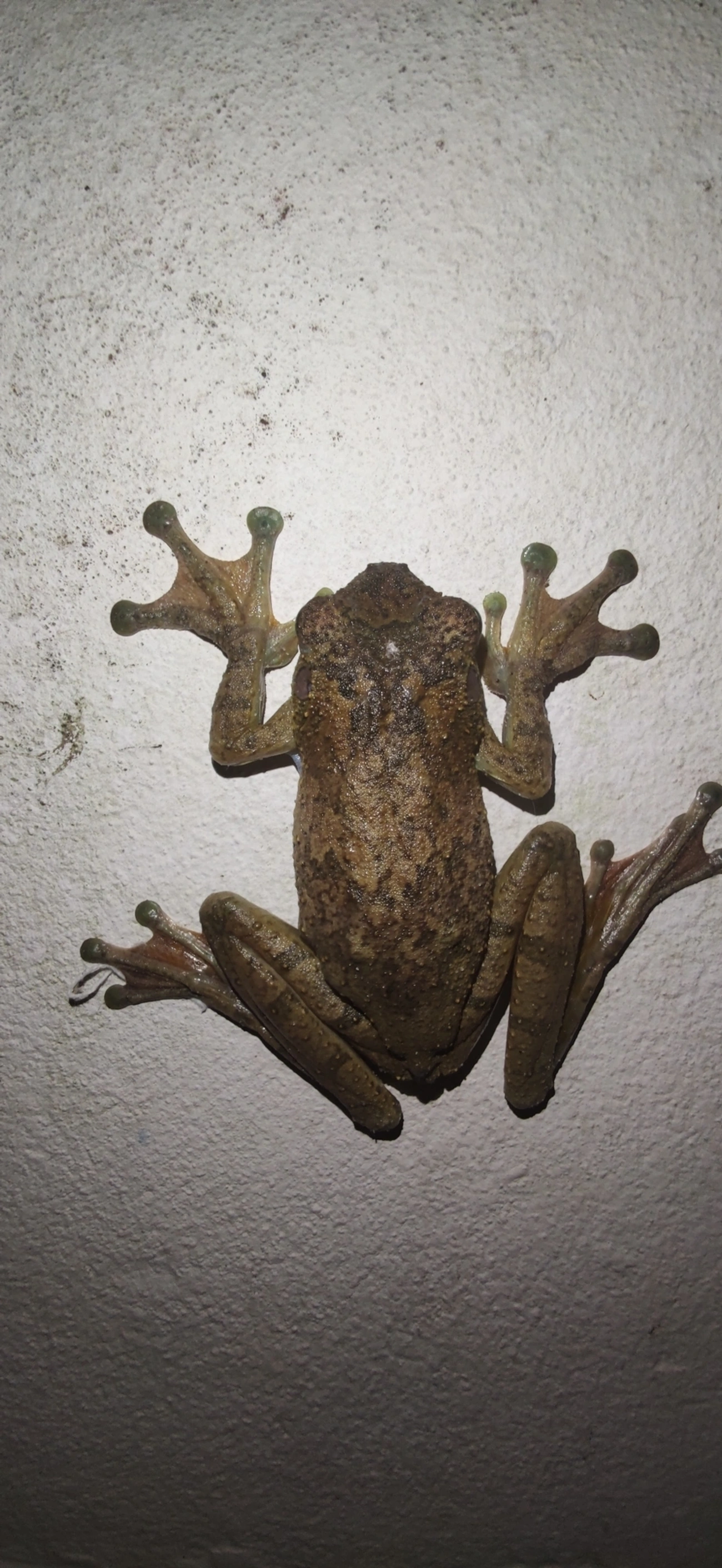 Perereca-Castanhola (Itapotihyla langsdorffii), anfíbios, fotografado em Maresias, São Sebastião
