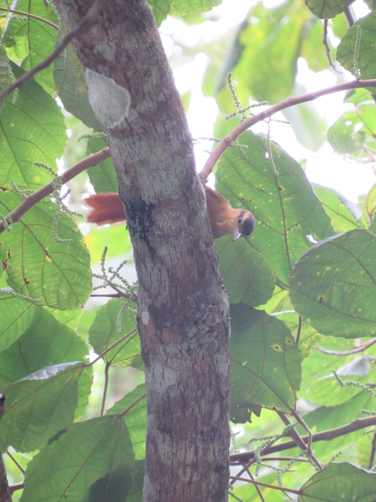 Limpa-folha-ocráceo (Anabacerthia lichtensteini), aves, fotografado em Maresias, São Sebastião