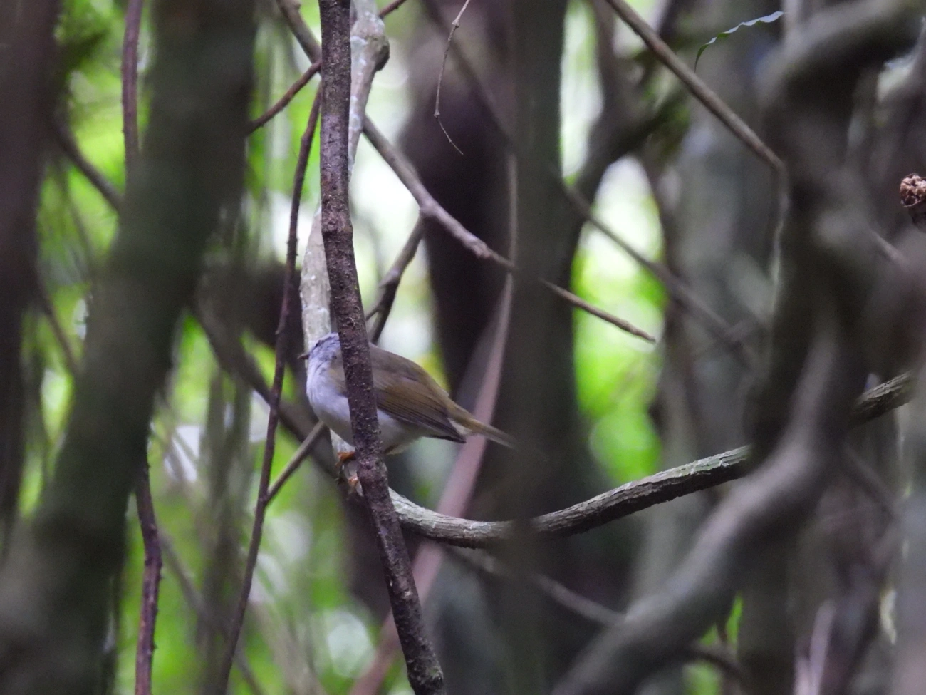 Pula-Pula (Basileuterus culicivorus), aves, fotografado em Cabreúva