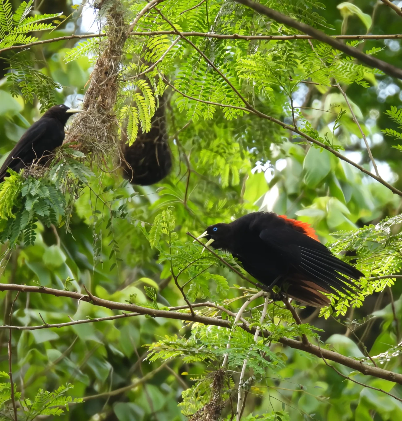 Guaxe (Cacicus haemorrhous), aves, fotografado em Maresias, São Sebastião