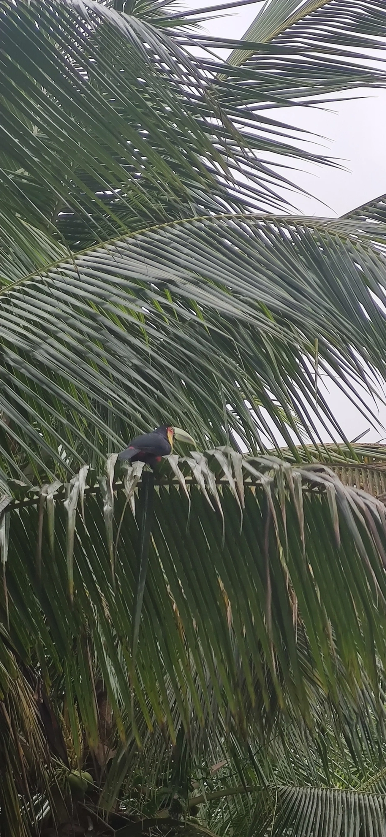 Tucano-de-bico-verde (Ramphastos dicolorus), aves, fotografado em Maresias, São Sebastião