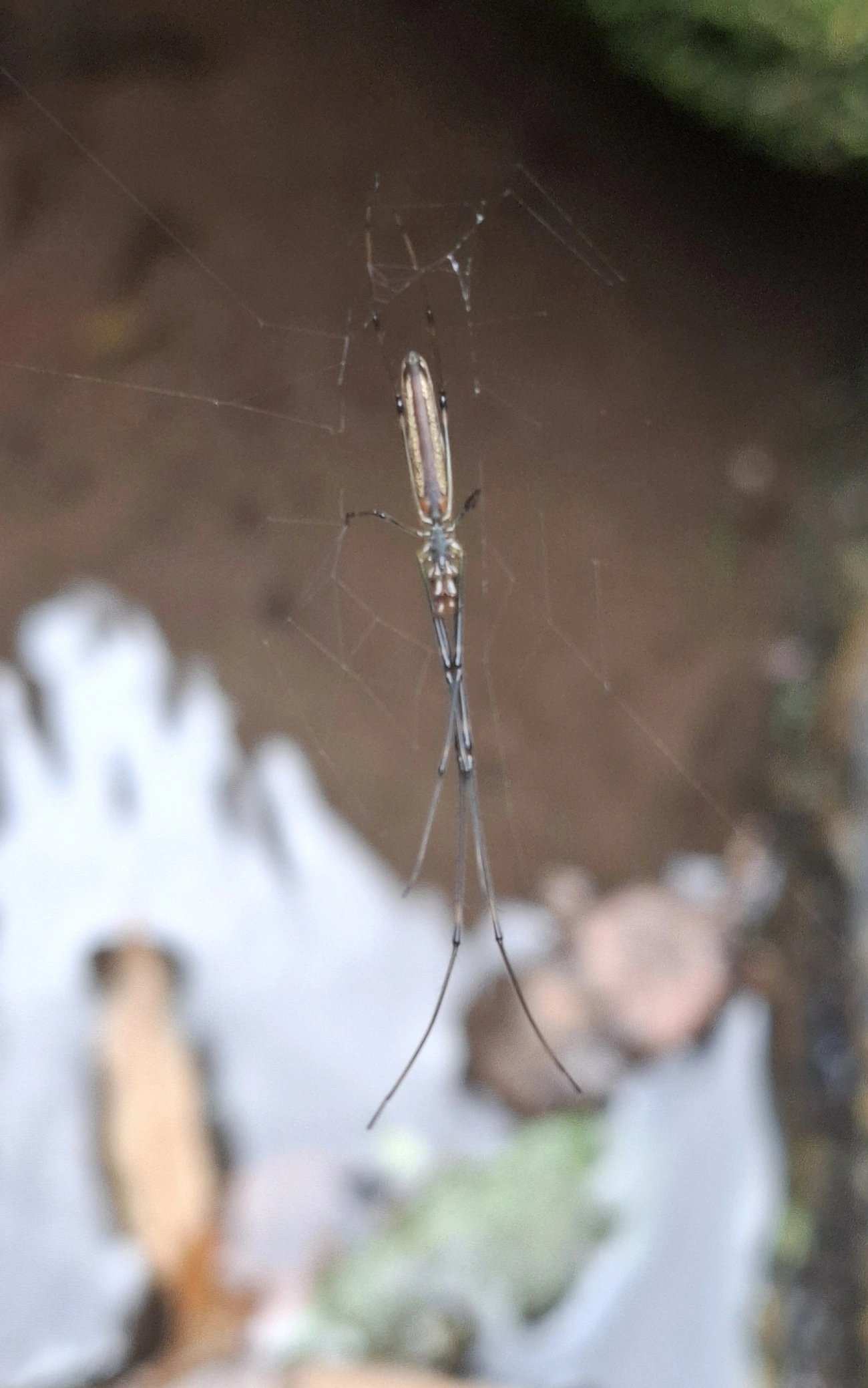 Aranhas-dos-Juncos (Tetragnatha), aracnídeos, fotografado em Maresias, São Sebastião