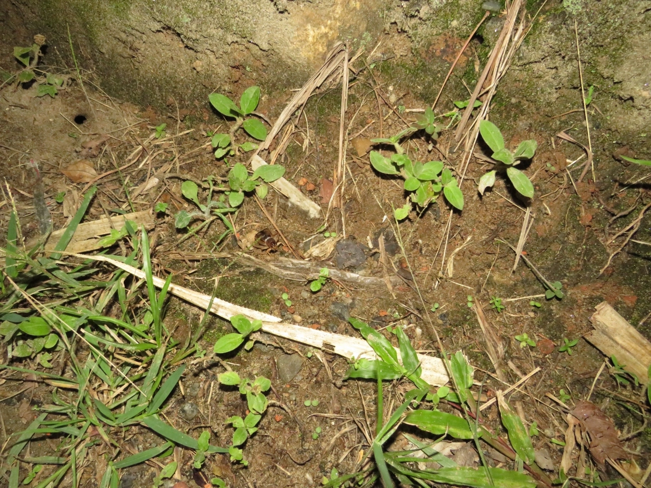 Gryllini, insetos, fotografado em Maresias, São Sebastião
