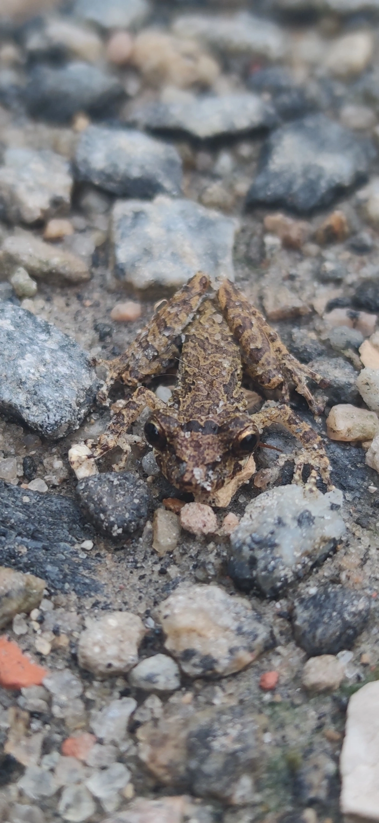 Perereca-do-litoral (Ololygon littoralis), anfíbios, fotografado em Maresias, São Sebastião