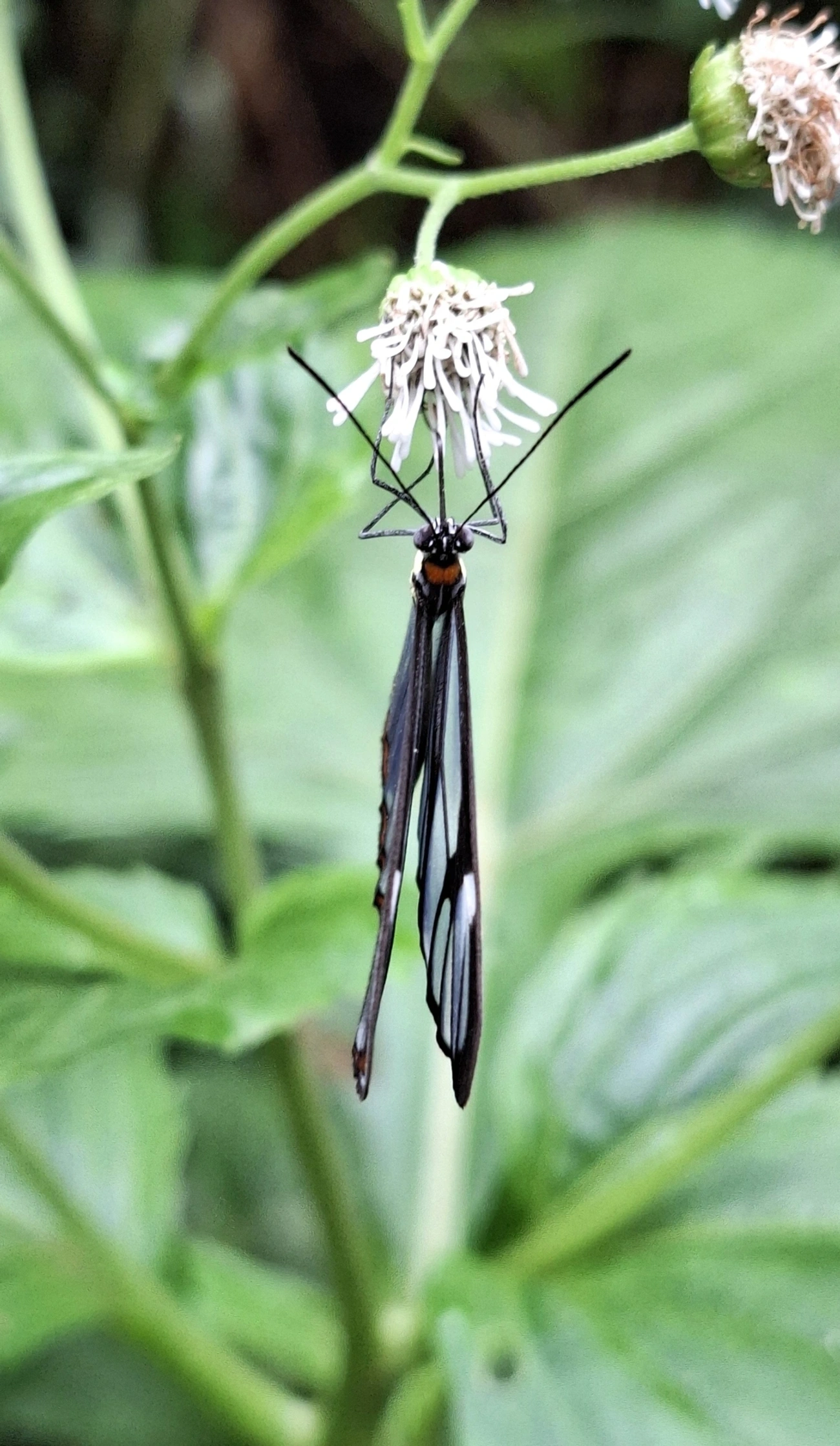 Asa-de-vidro (Ithomia drymo), insetos, fotografado em Maresias, São Sebastião