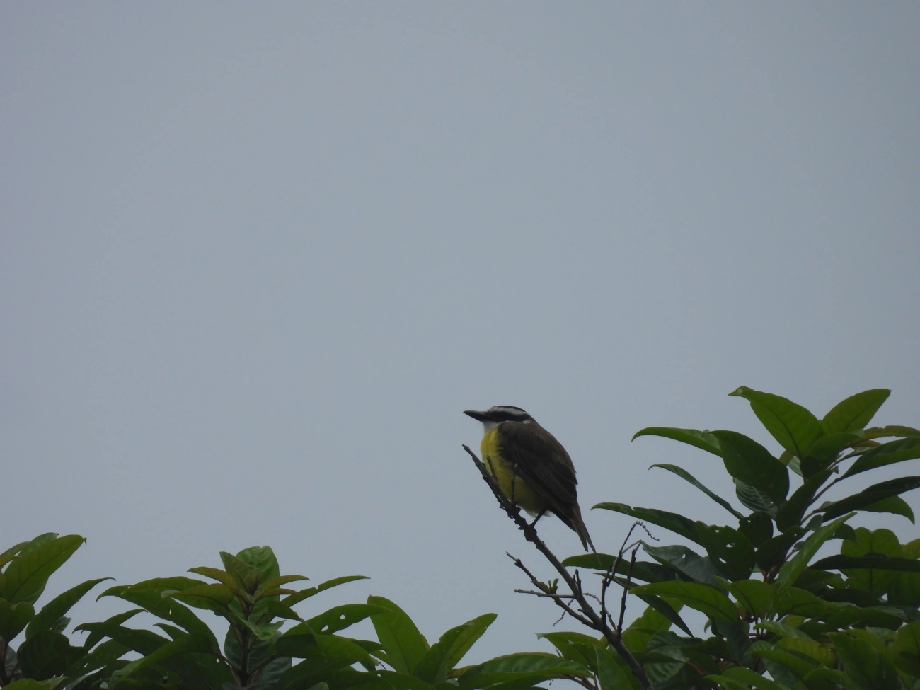 Bem-te-vi (Pitangus sulphuratus), aves, fotografado em Maresias, São Sebastião