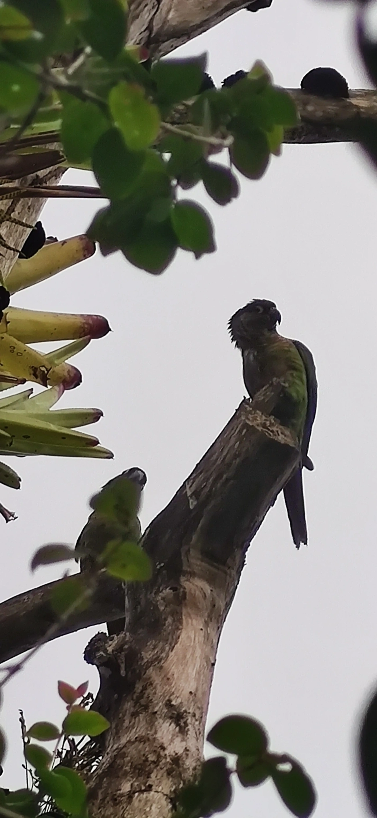 Tiriba-de-testa-vermelha (Pyrrhura frontalis), aves, fotografado em Maresias, São Sebastião