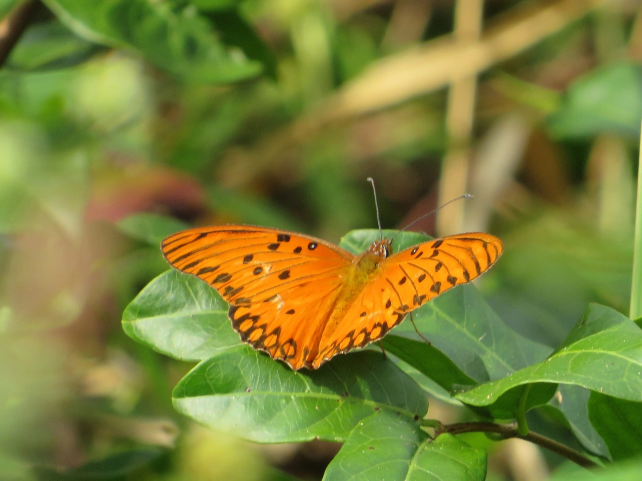 Borboleta-paixão (Dione vanillae), insetos, fotografado em Maresias, São Sebastião