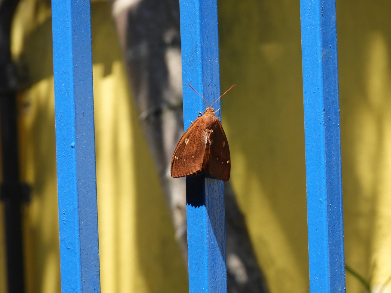 Mariposa-castnídea (Yagra fonscolombe), insetos, fotografado em Boiçucanga, São Sebastião