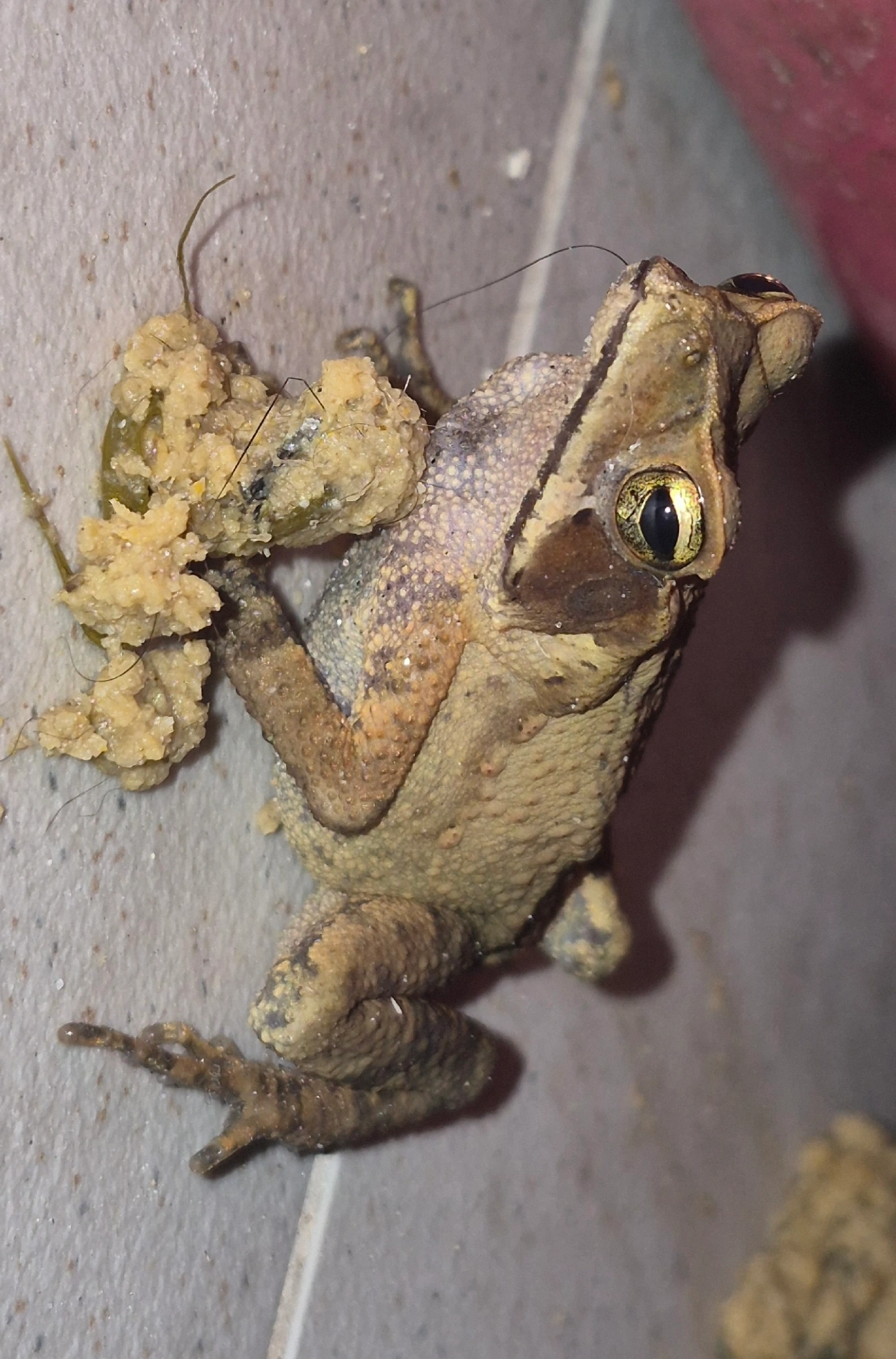 Sapo-de-floresta (Rhinella ornata), anfíbios, fotografado em Maresias, São Sebastião