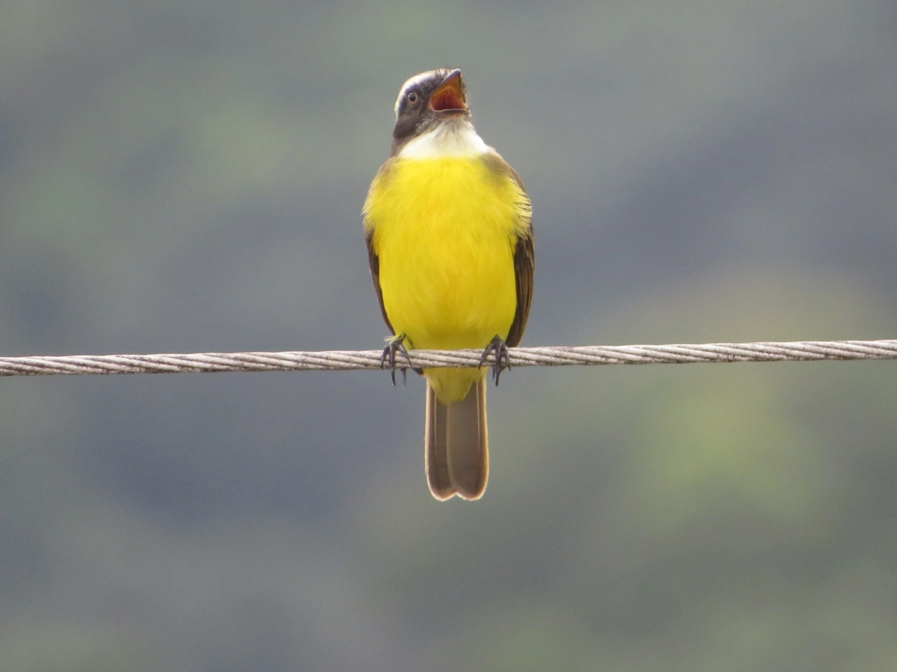 Bentevizinho-de-penacho-vermelho (Myiozetetes similis), aves, fotografado em Maresias, São Sebastião