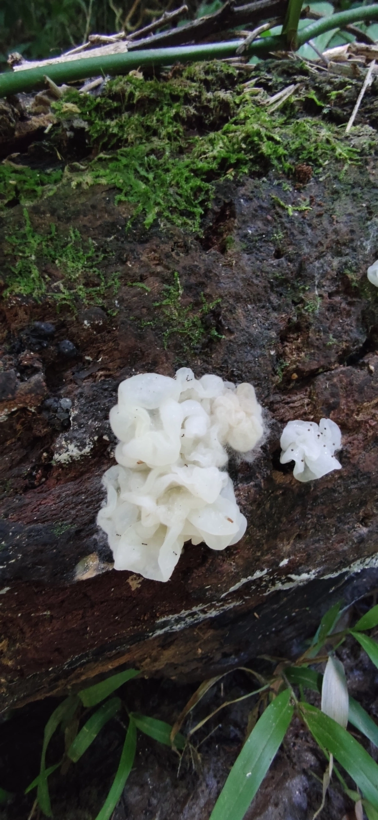 Protohydnum pululahuanum, fungos, fotografado em Maresias, São Sebastião