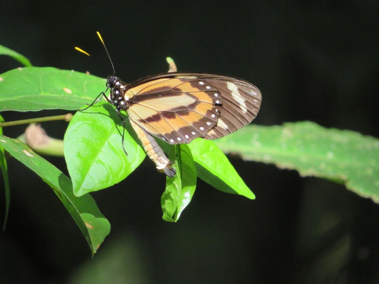 Rainha-mimética (Lycorea halia), insetos, fotografado em Maresias, São Sebastião