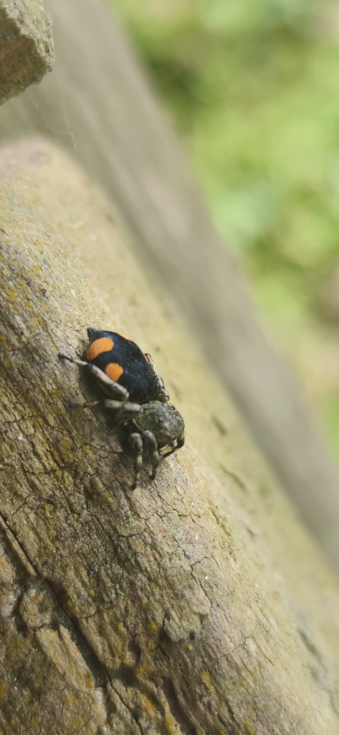 Phiale gratiosa, aracnídeos, fotografado em Camburí, São Sebastião