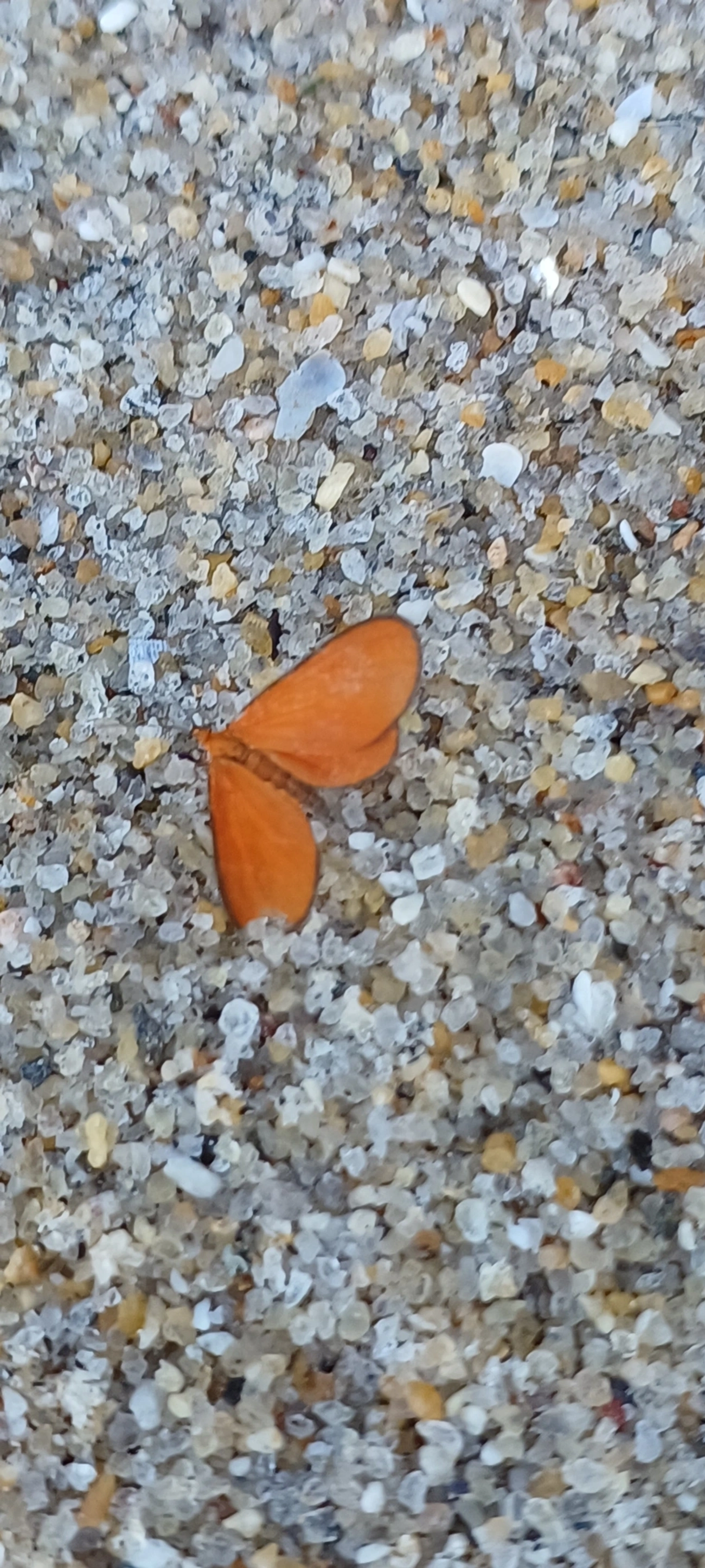 Eudulophasia, insetos, fotografado em Maresias, São Sebastião