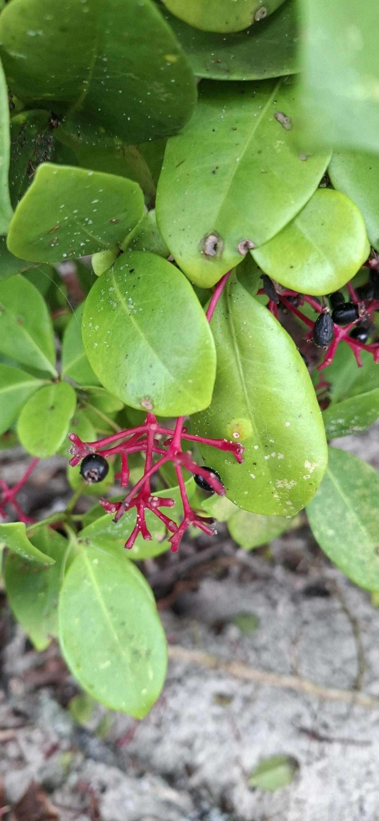João-mole (Guapira opposita), plantas, fotografado em Maresias, São Sebastião
