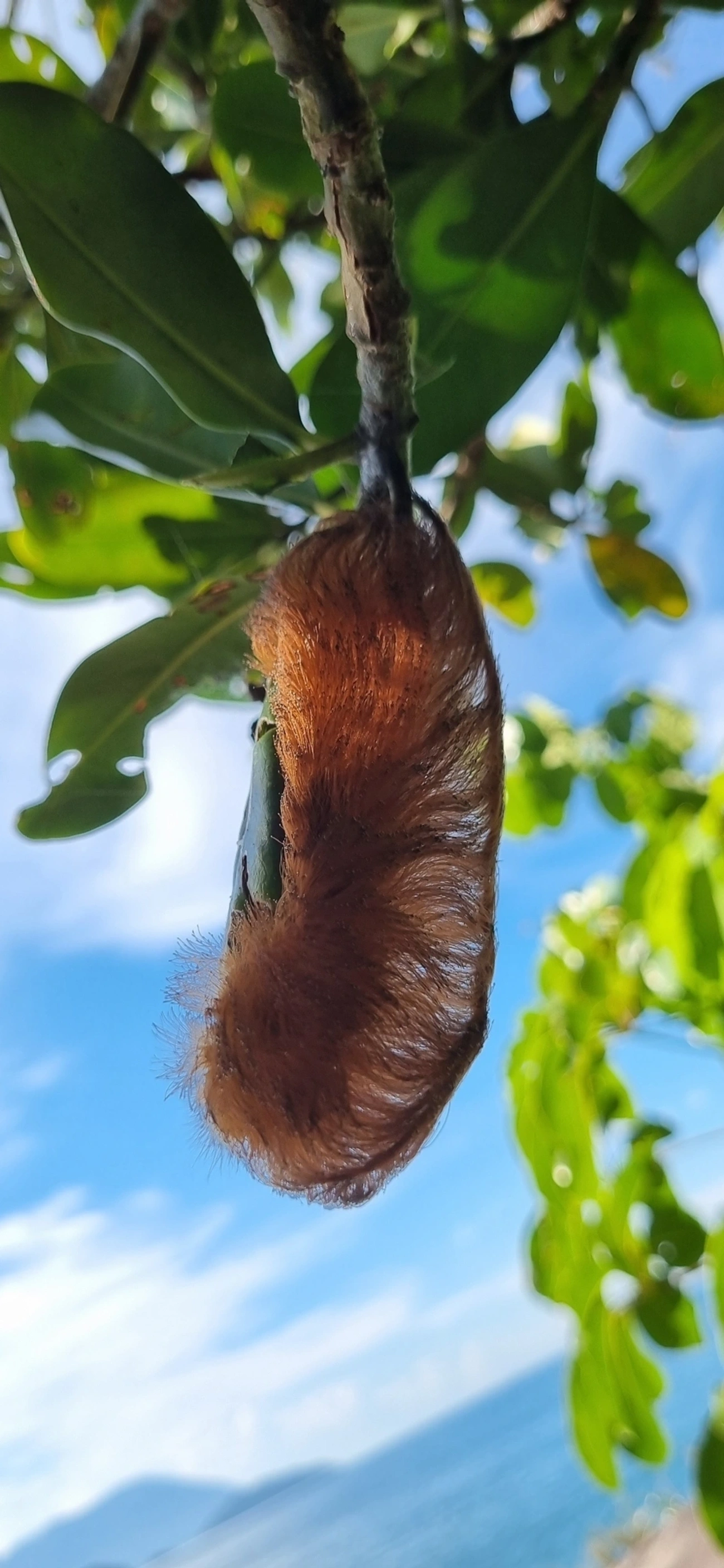 Podalia, insetos, fotografado em Maresias, São Sebastião
