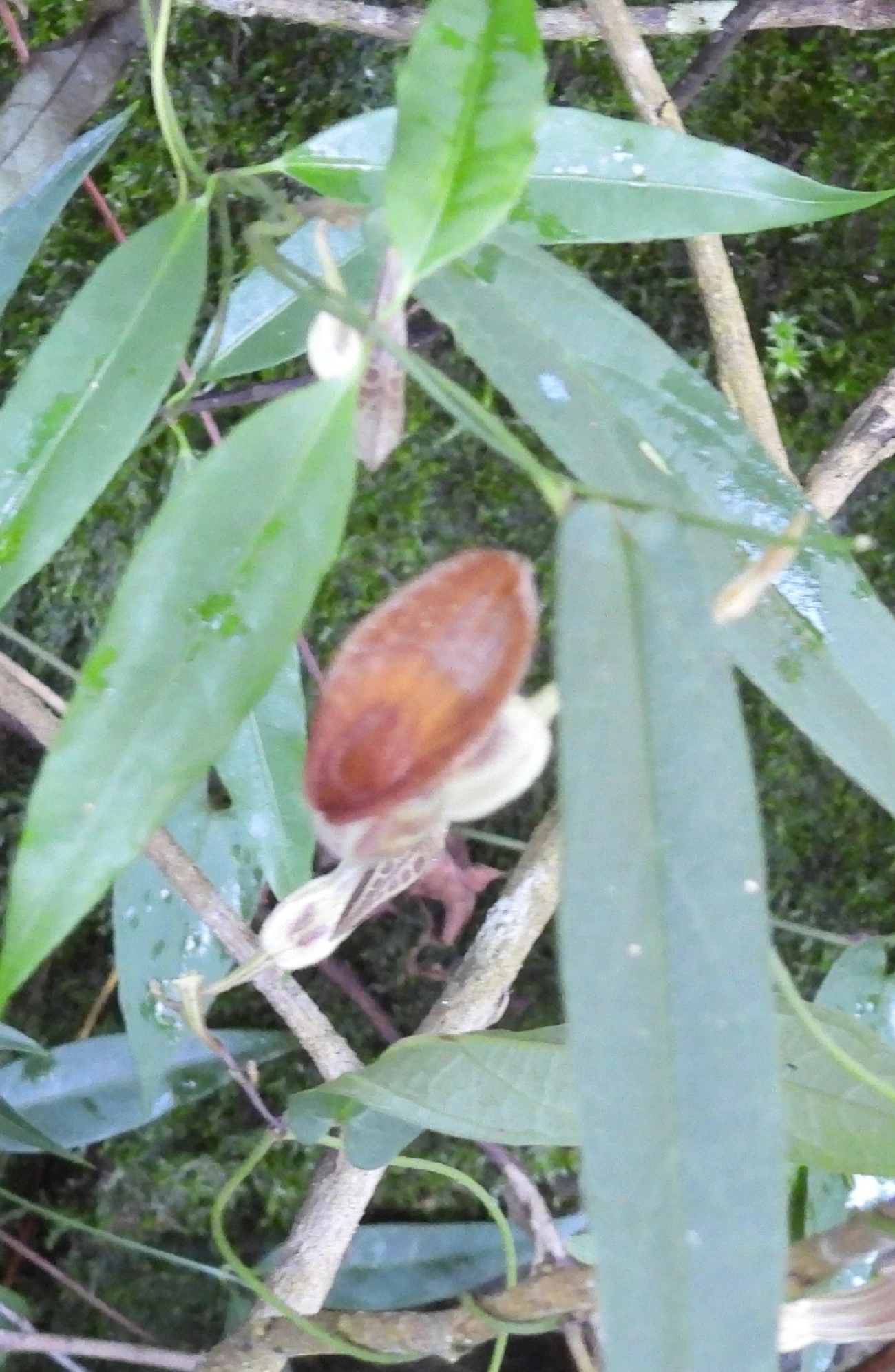 Plantas (Plantae), plantas, fotografado em Queluz