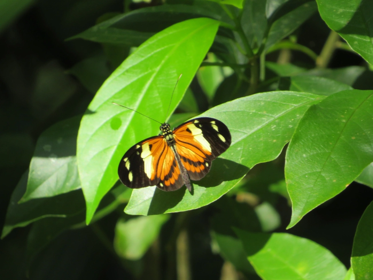 Helicônio-de-numata (Heliconius numata), insetos, fotografado em Paúba, São Sebastião