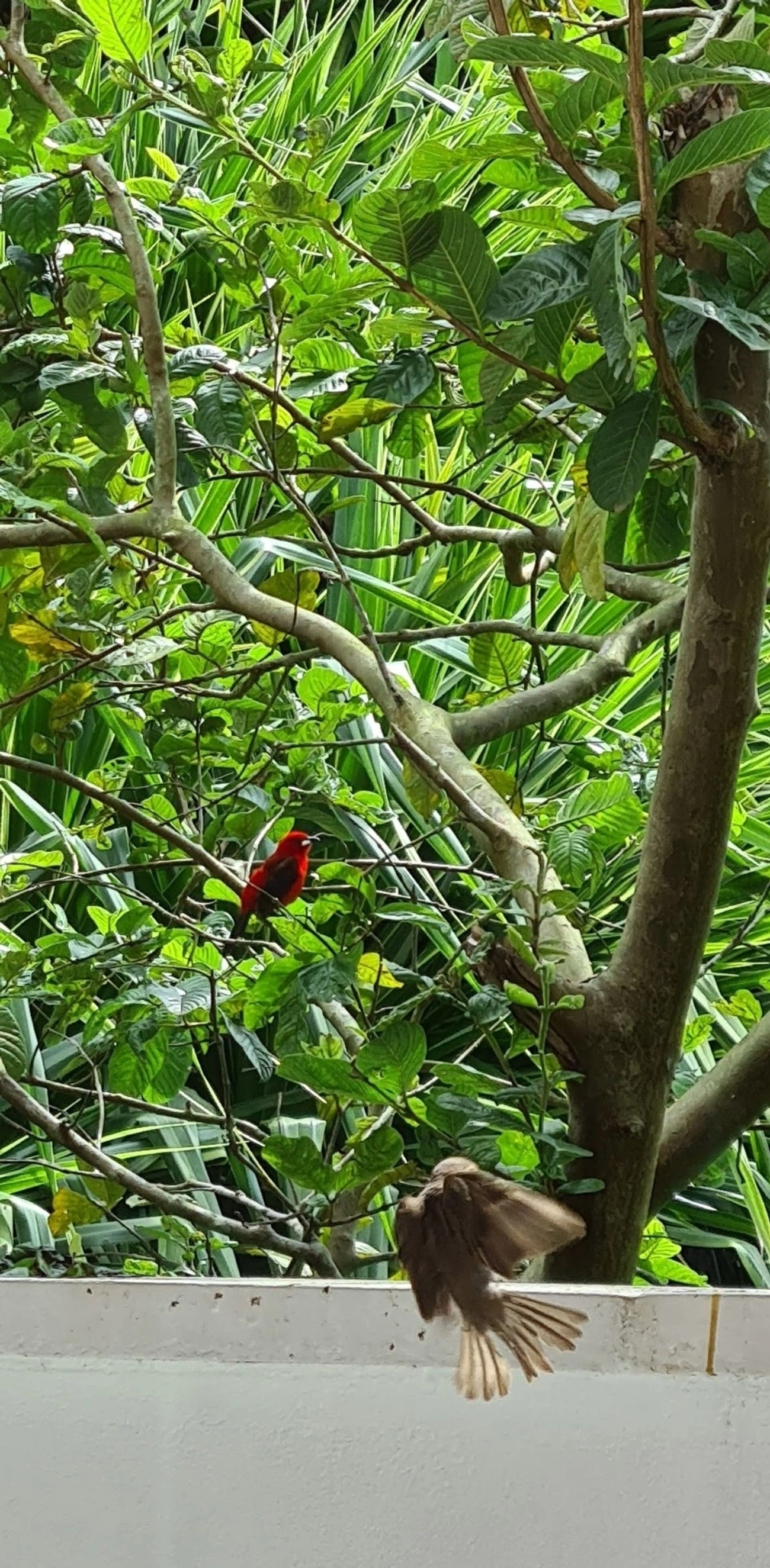 Tiê-sangue (Ramphocelus bresilius), aves, fotografado em Maresias, São Sebastião