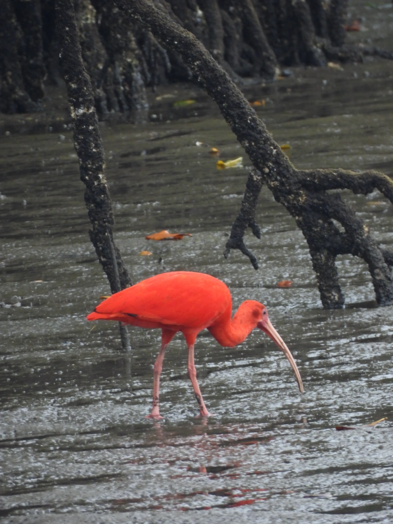 Guará (Eudocimus ruber), aves, fotografado em Cananéia