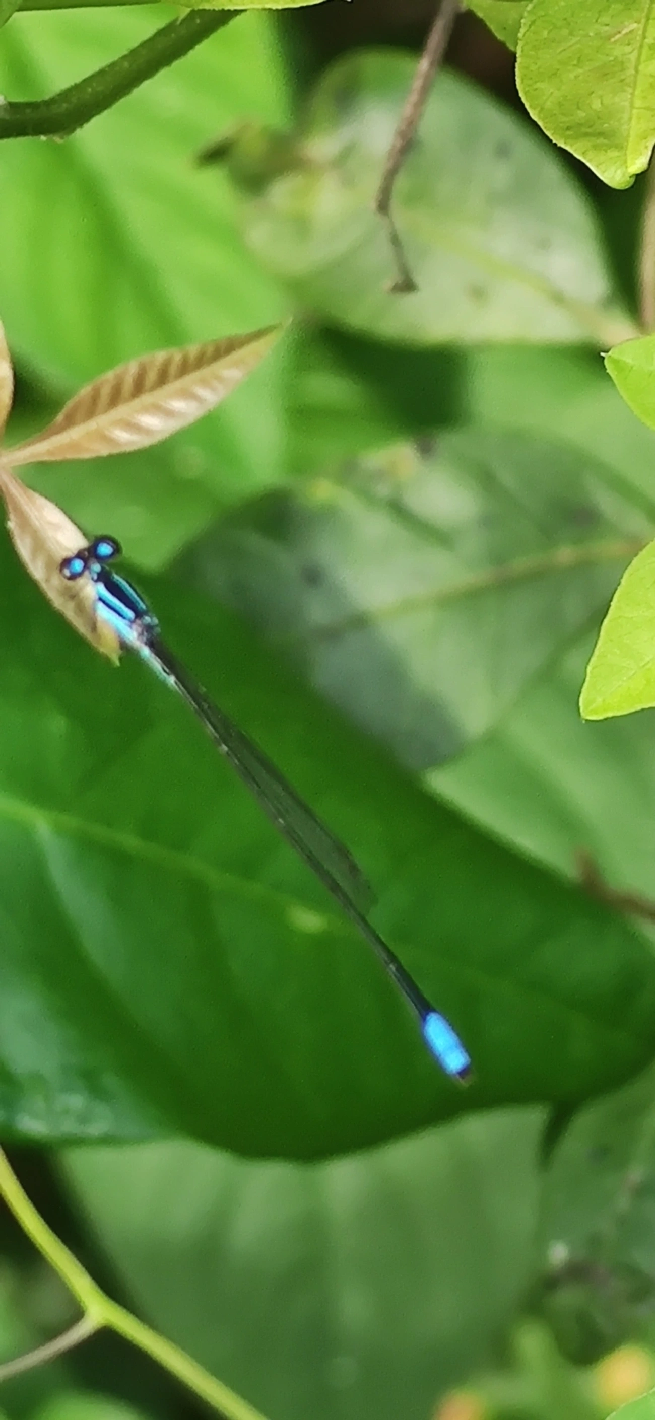 Acanthagrion, insetos, fotografado em Maresias, São Sebastião