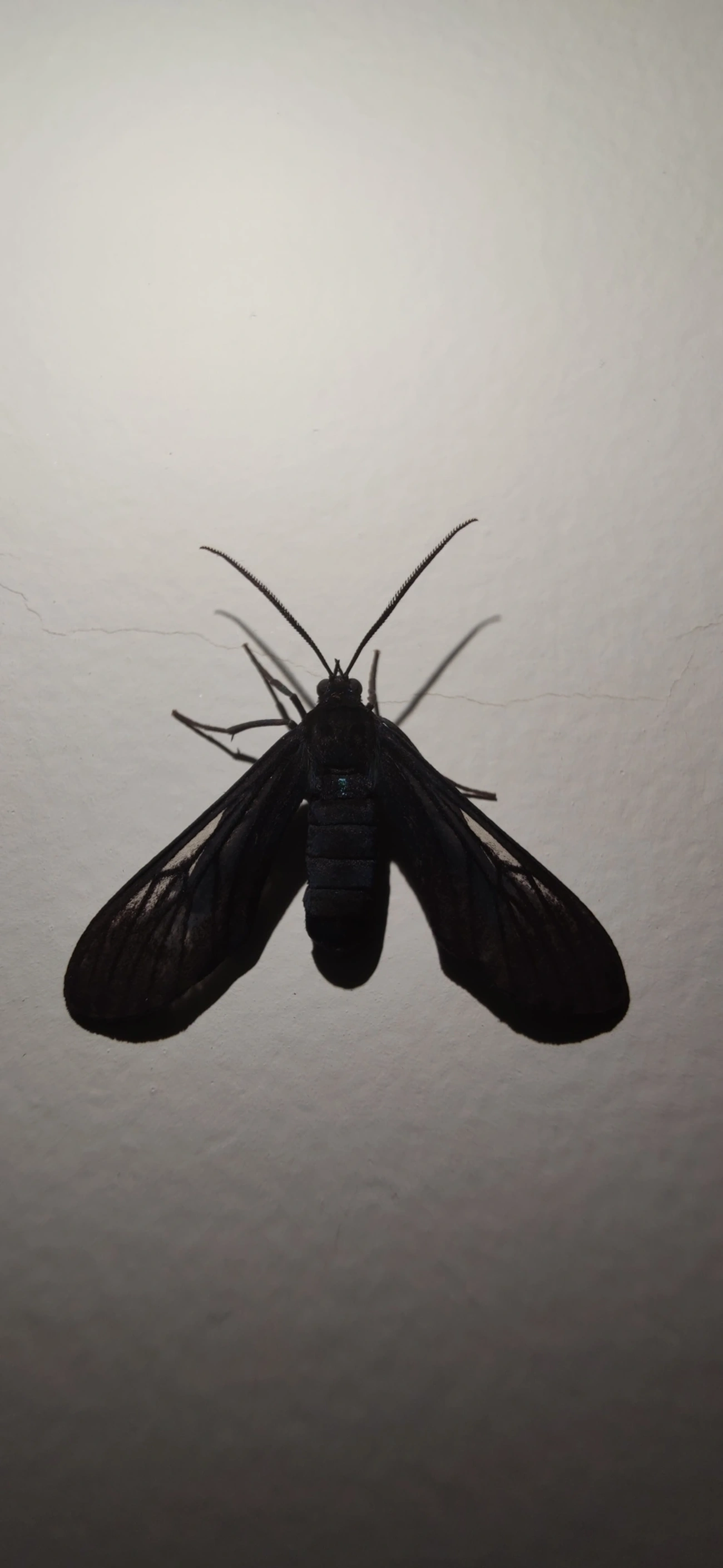 Macrocneme, insetos, fotografado em Maresias, São Sebastião